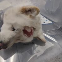 Barton Heights Veterinary Hospital ico
