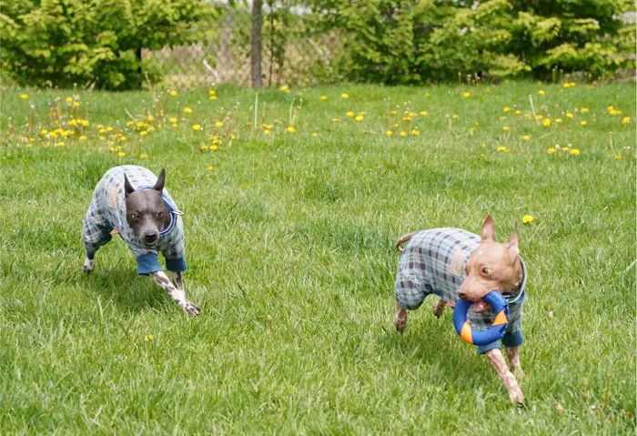 Healing Paws Veterinary Center 4
