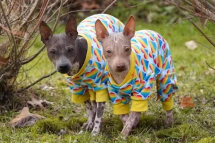 Healing Paws Veterinary Center 3