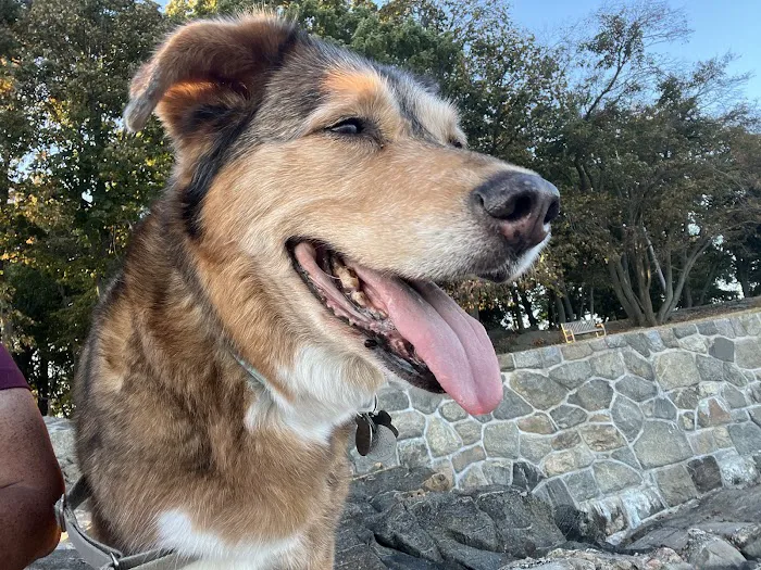 Healing Paws Veterinary Center 9