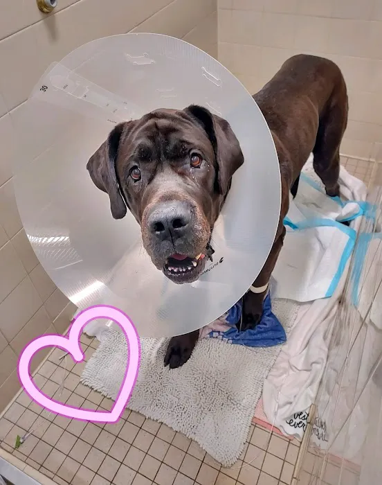 VCA Mount Kisco Veterinary Clinic 10