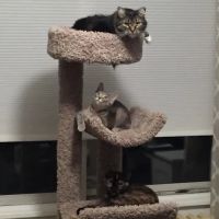 VCA Mount Kisco Veterinary Clinic ico
