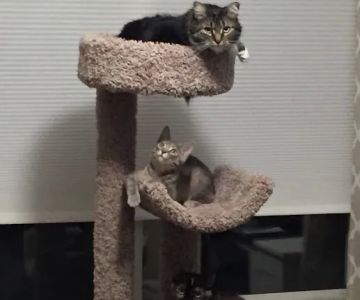 VCA Mount Kisco Veterinary Clinic
