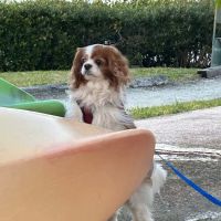 Bedford Greenwich Animal Hospital ico