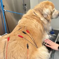 Progressive Animal Hospital ico