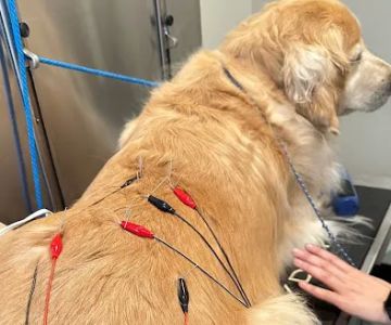 Progressive Animal Hospital