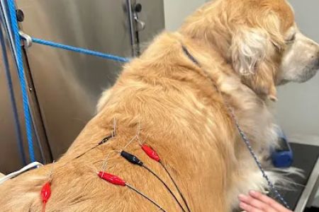 Progressive Animal Hospital