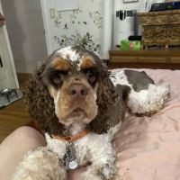 Somers Animal Hospital ico
