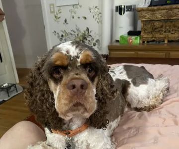 Somers Animal Hospital