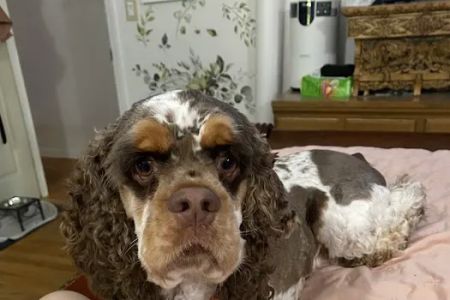 Somers Animal Hospital