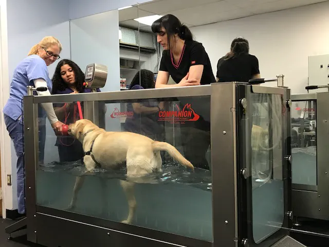 Somers Animal Hospital 12