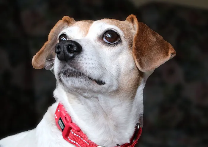 Somers Animal Hospital 12