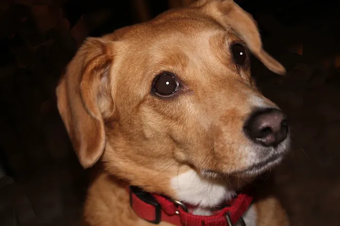 Somers Animal Hospital 12