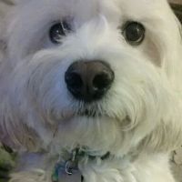 Goldens Bridge Veterinary Care Center ico