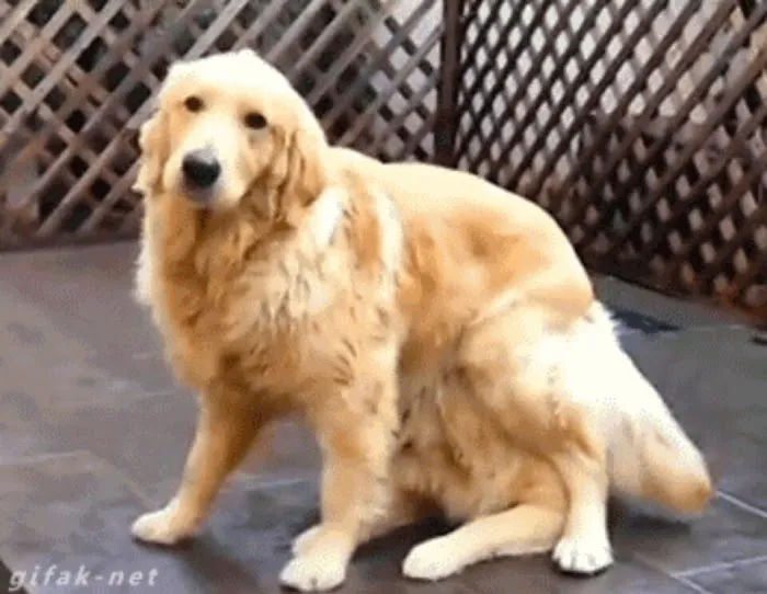 Carmel Animal Hospital 5