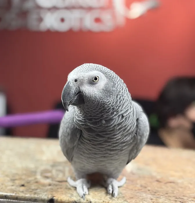 Veterinary Center for Birds & Exotics 1