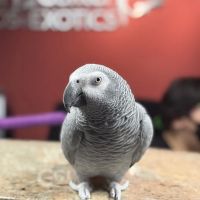 Veterinary Center for Birds & Exotics ico