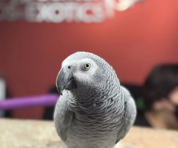 Veterinary Center for Birds & Exotics