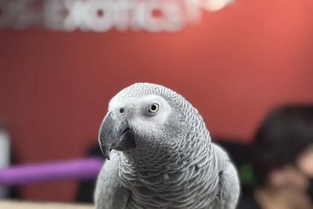 Veterinary Center for Birds & Exotics