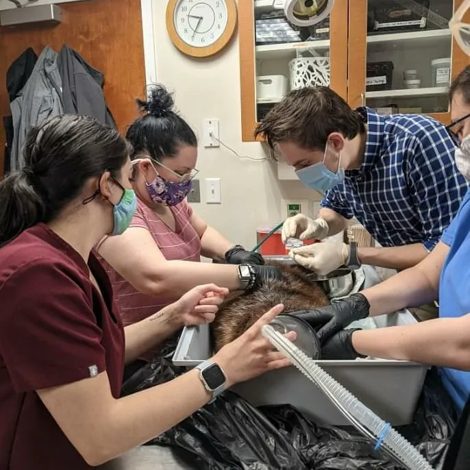 Veterinary Center for Birds & Exotics 6