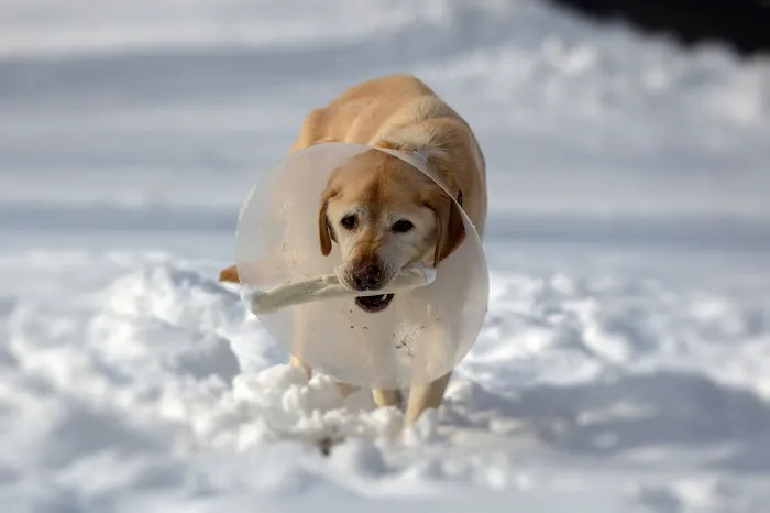 Katonah Bedford Veterinary Center 12