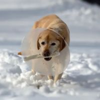 Katonah Bedford Veterinary Center ico