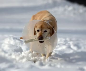 Katonah Bedford Veterinary Center