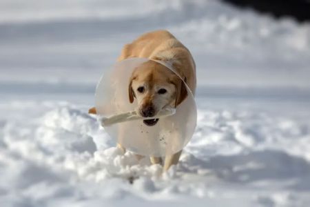 Katonah Bedford Veterinary Center