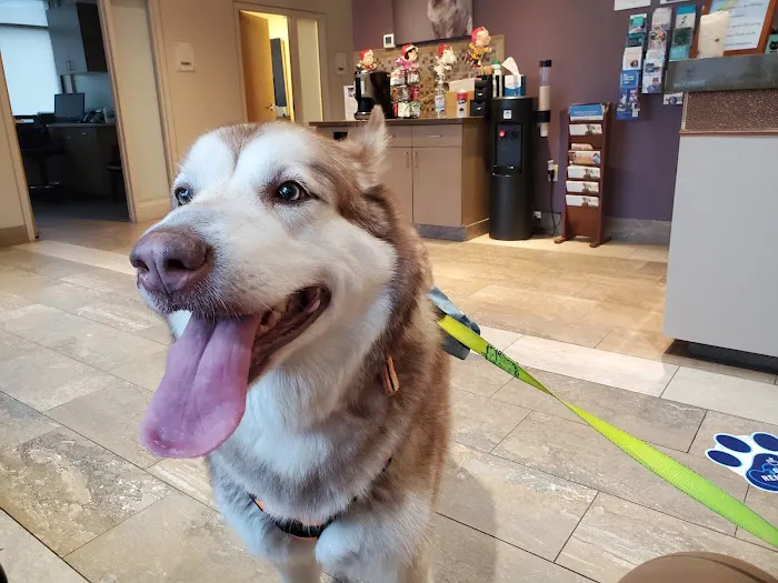 Katonah Bedford Veterinary Center 12