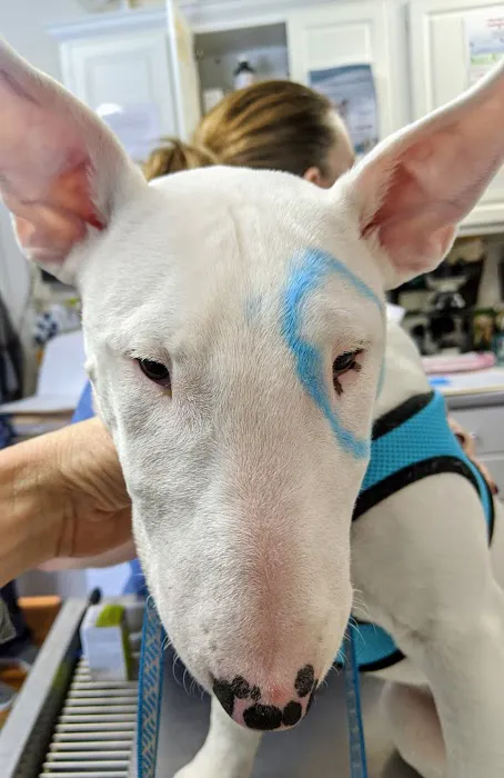 Middlebranch Veterinary 3