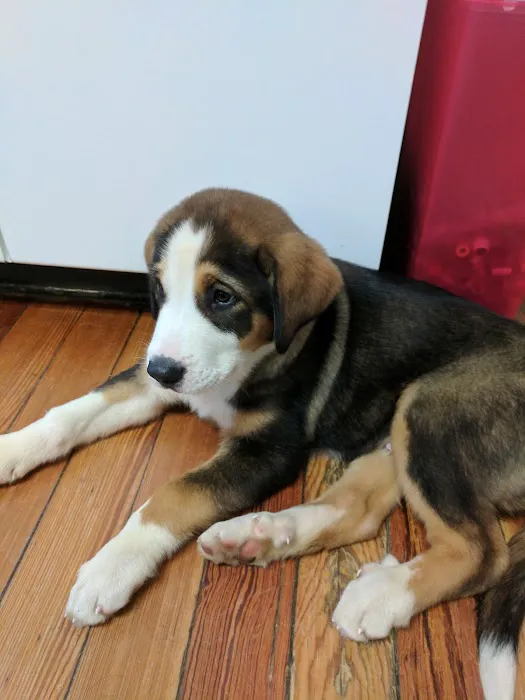 Middlebranch Veterinary 9