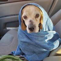 Middlebranch Veterinary ico