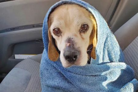 Middlebranch Veterinary