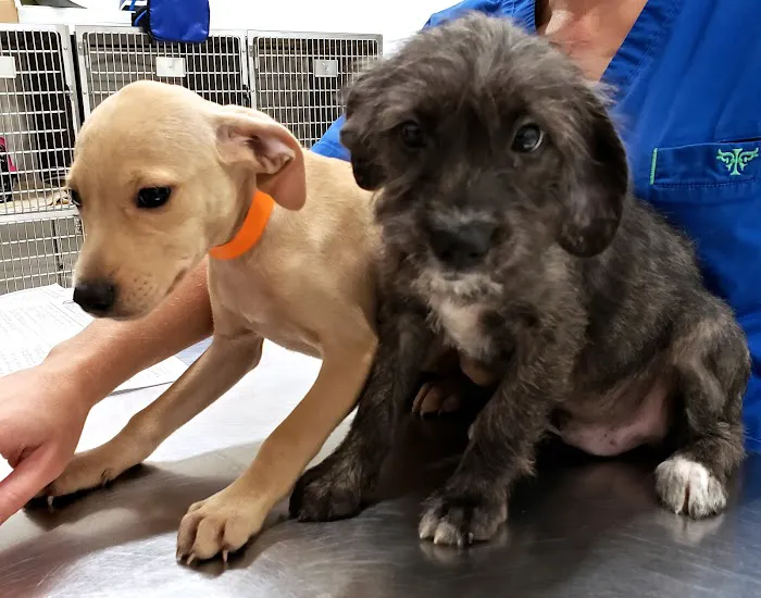 Putnam Animal Wellness 6