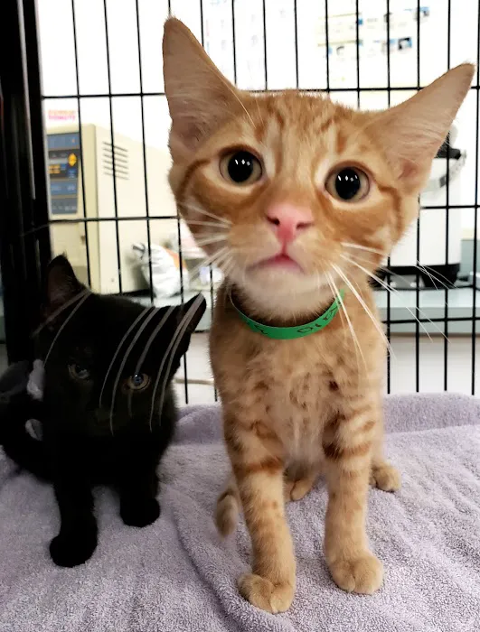 Putnam Animal Wellness 2
