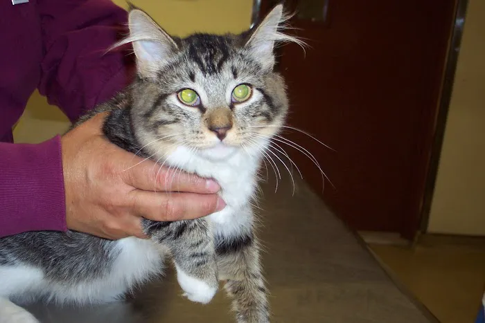 Community Animal Care 5