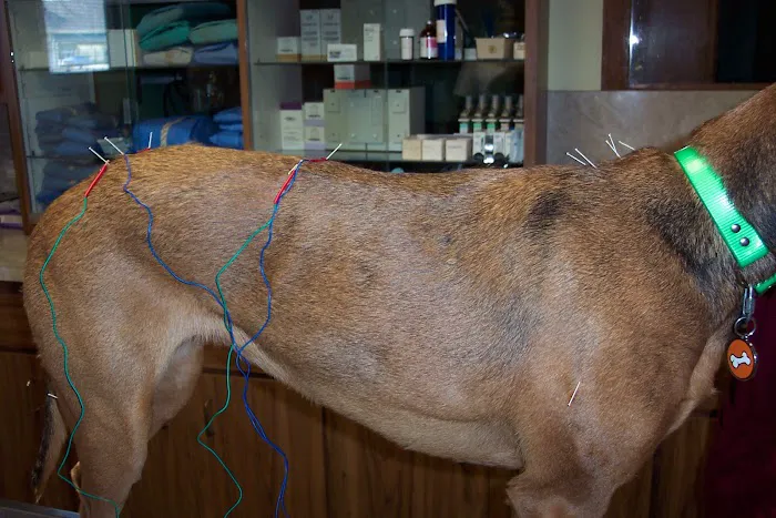Community Animal Care 9