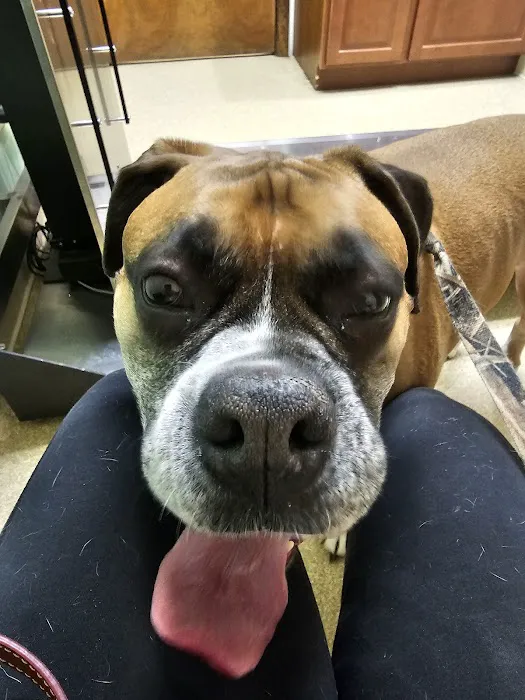 Community Animal Care 6