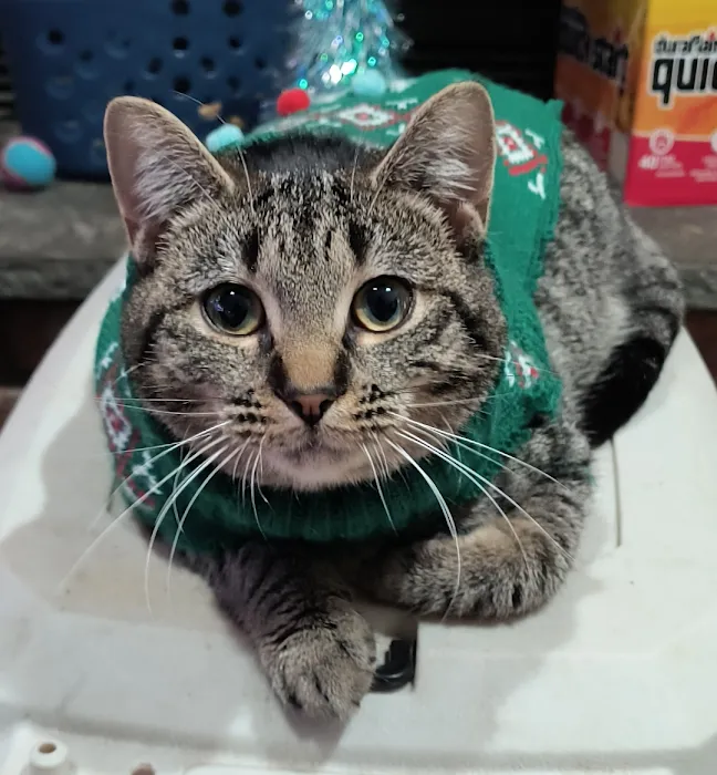 Poughkeepsie Animal Wellness 12
