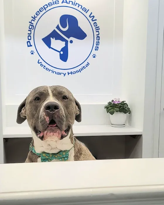 Poughkeepsie Animal Wellness 12