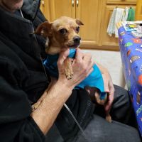 Poughkeepsie Animal Wellness ico