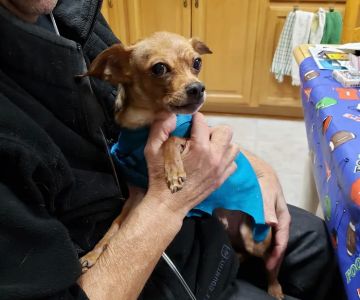 Poughkeepsie Animal Wellness