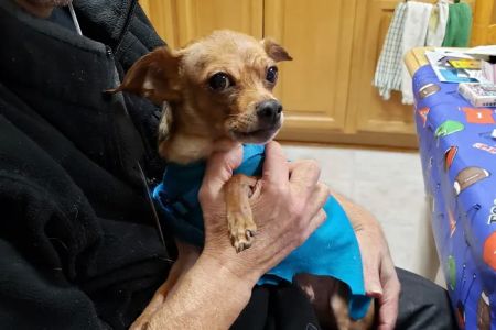 Poughkeepsie Animal Wellness