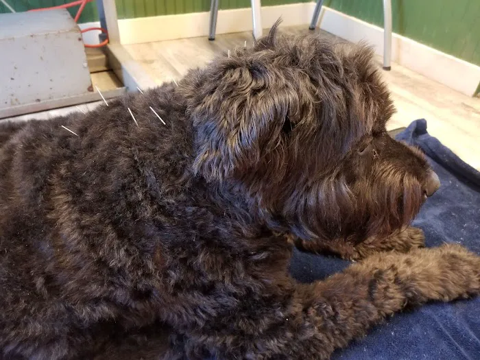New Paltz Animal Hospital 12