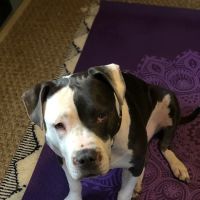 New Paltz Animal Hospital ico
