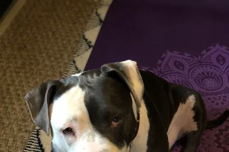 New Paltz Animal Hospital