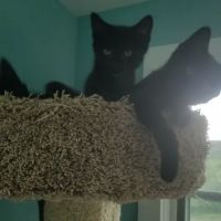 Rondout Valley Veterinary Associates ico