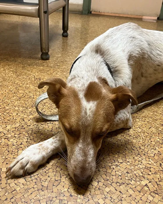 Compassion Veterinary Center - General Practice and Urgent Care 12