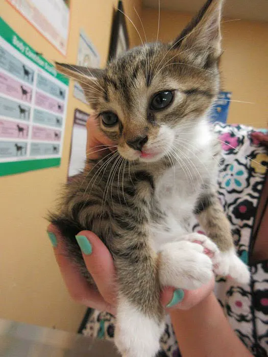 Creature Comforts Animal Hospital, P.C. 12