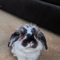 Creature Comforts Animal Hospital, P.C. ico